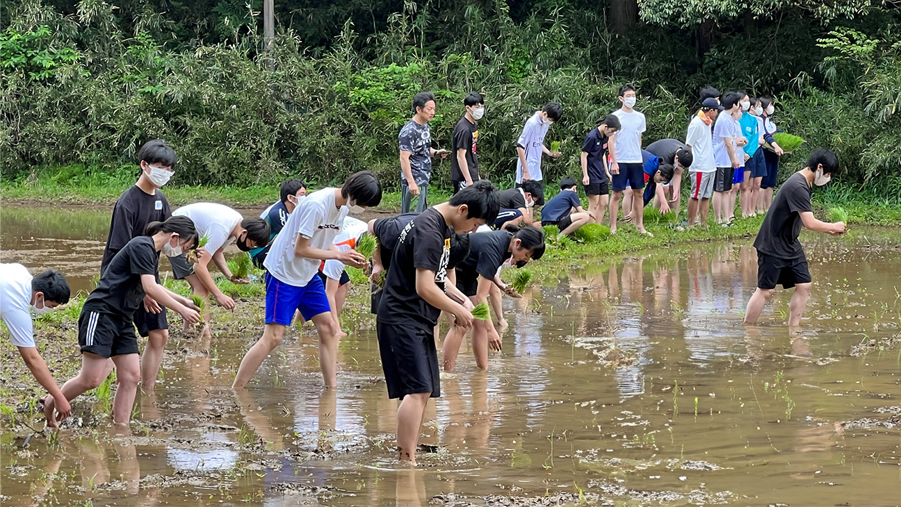 田植えプロジェクトの様子